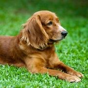 Pet-services-31-7-free-img.jpg
